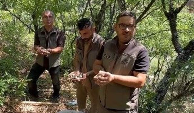 Dağ sarımsağını izinsiz toplayan 3 kişiye 2 milyon TL ceza