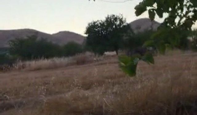 Gece nöbeti başladı! Domuz sürüleri kayısı bahçelerine dadandı