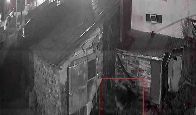 Gece yarısı köye indi: Köpeğe saldırdığı anlar kamerada