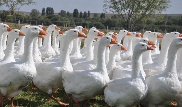 Kars kazı ne zaman kesiliyor? Kar yağışı mı bekleniyor?