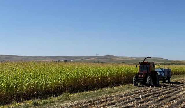 Kars'ta yem bitkileri biçiliyor: Çiftçiler tarlalara indi