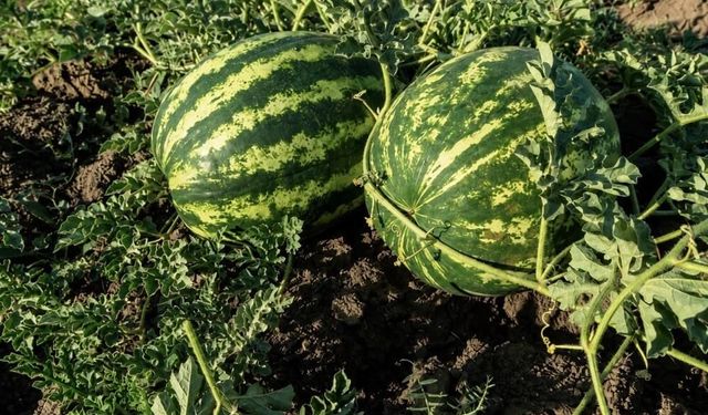 Kavun ve karpuz bereketi: Dekara 2 bin kilo verim bekleniyor
