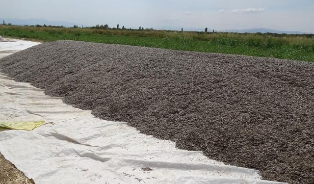 Malatya'da ayçiçeği hasadı: Dönüm başına 250 kilogram verim