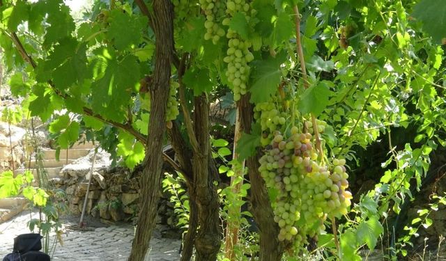 Mezrone üzümünde yeni dönem: Üreticiler güçlerini birleştiriyor