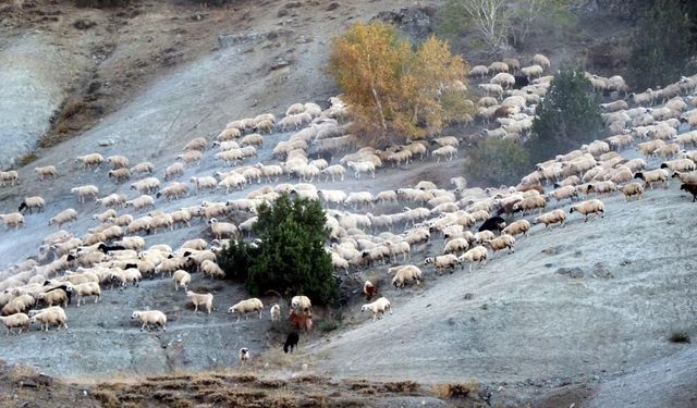 Munzur yaylalarında dönüş zamanı: Göçerler sürüleriyle yola çıktı