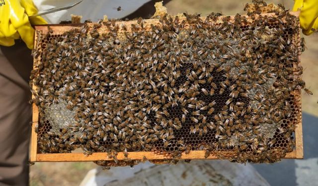 Muş'ta bal bereketi: 290 bin kovandan yaklaşık 700 ton bal çıktı