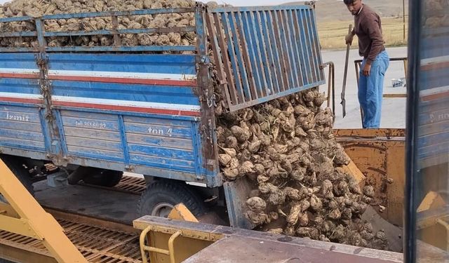 Muş'ta şeker pancarı sezonu başladı: Çiftçilere teslimat uyarısı