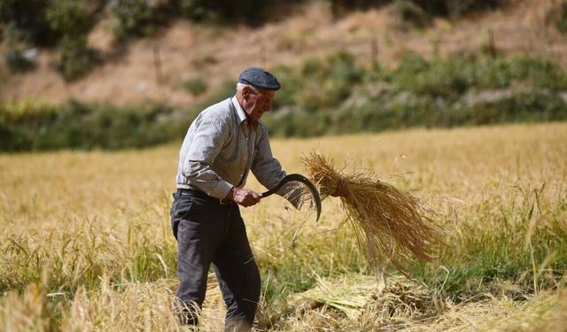 Ne traktör ne makine: Bitlis'te 250 yıllık çeltik geleneği