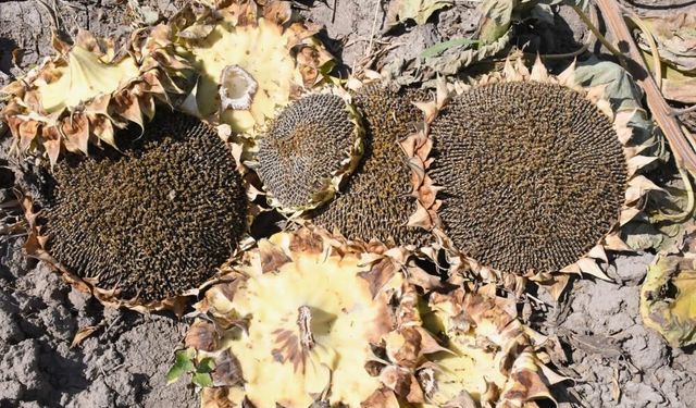 Tarlalar sarıya büründü! Çerezlik ayçiçeğinde hasat başladı