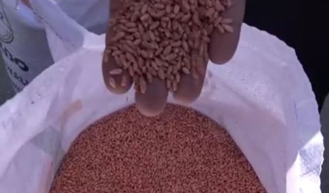 Van'da çiftçilere 4 yılda 14 bin tona yakın tohum dağıtıldı