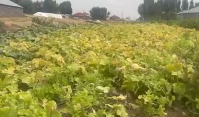 "Yazın bereketini kışa taşıyoruz": Ağrı'da geleneksel hazırlık başladı
