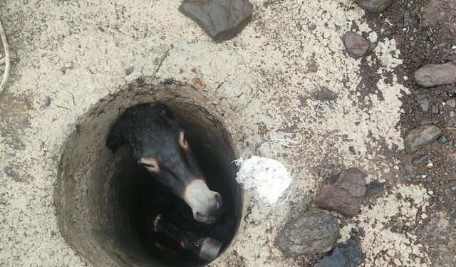 Kuyuya düşen eşeği itfaiye kurtardı