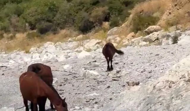 Van kırsalında yılkı atları görüntülendi