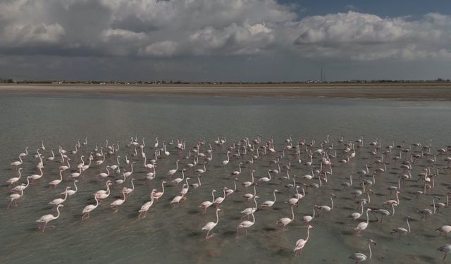 Arin Gölü’nün Pembe Misafirleri Bu Yıl Gecikti
