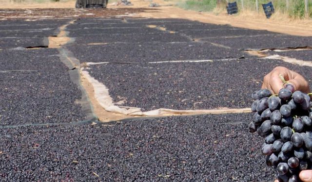 Antep karası üzümü kış sofraları için hazırlanıyor: 3 bin ton bekleniyor