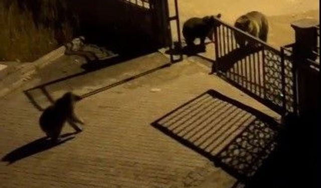 Boz ayılar sokaklara indi! Vatandaşın sözleri güldürdü