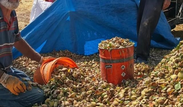 Elazığ'da badem üreticilerine hasat dönemi uyarıları
