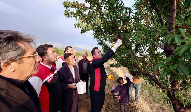 Güroymak ilçesinde badem hasadı yapıldı