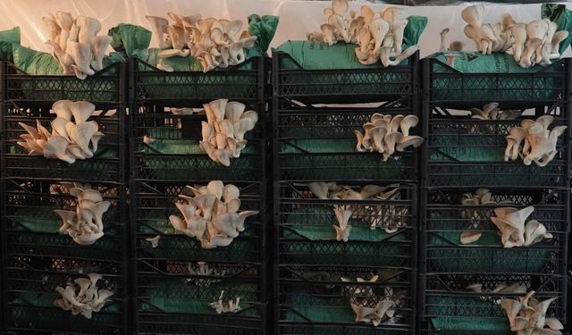 İstiridye mantarının tadını merak ettiler, kendi üretimlerini kurdular