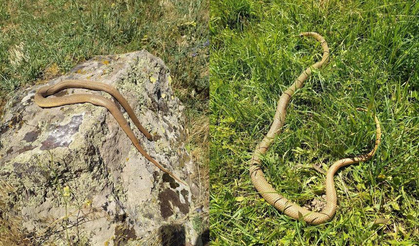 Vatandaşlara saldıran 2 metrelik yılan panik yarattı