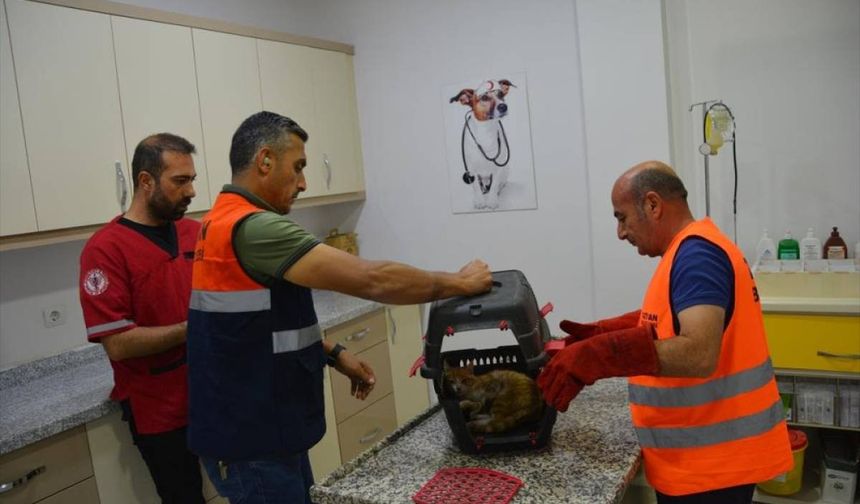 Bitlis'te sıkıştığı ot biçme makinesinde ön ayakları kopan kedi ameliyat edildi