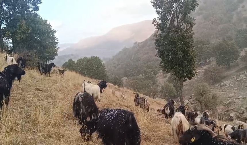 Bitlis'in Komşu İlinde Küçükbaş Hayvanlar Kar ve Tipiye Yakalandı