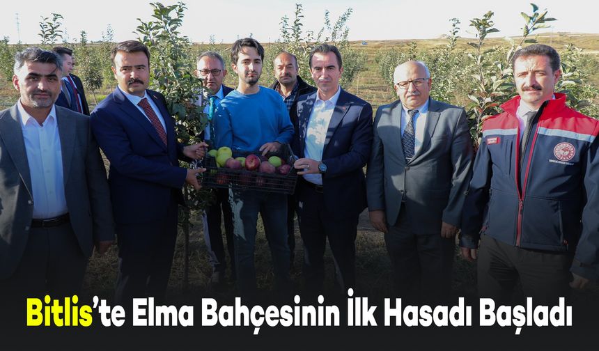 Bitlis Ahlat'ta Elma Bahçesinin İlk Hasadı Gerçekleştirildi