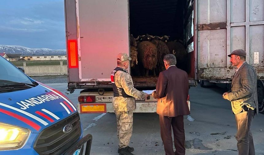 Ağrı’dan Çalınan 300 Koyun Bitlis’te Yakalandı