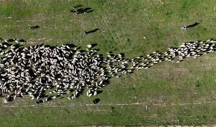 Ahlat'ta kuzuların anneleriyle buluşma anı havadan görüntülendi