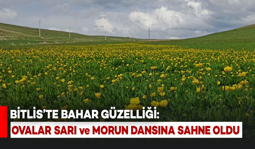 Bitlis'te Bahar Güzelliği: Ovalar Sarı ve Morun Dansına Sahne Oluyor