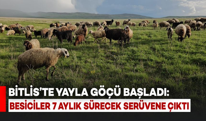 Bitlis'te Yayla Göçü Başladı: Besiciler 7 Ay Sürecek Serüvene Çıktı