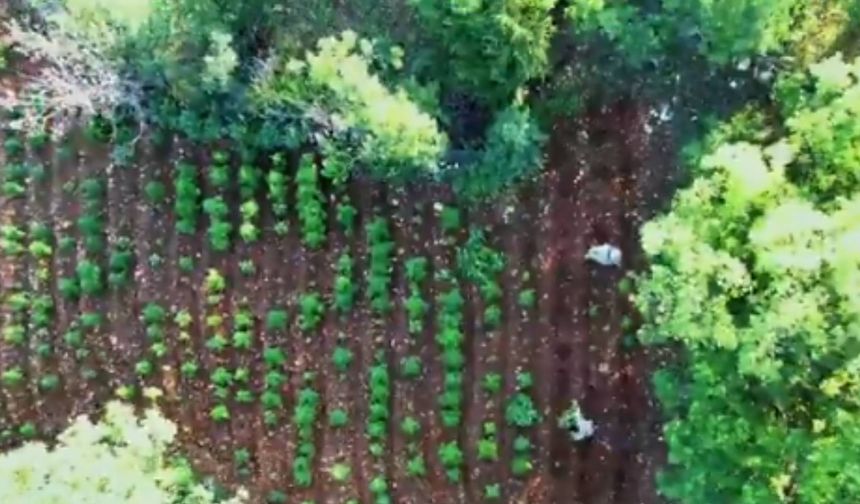 İHA destekli operasyonda 7 milyon 543 bin 818 kök kenevir ve Skunk ele geçirildi