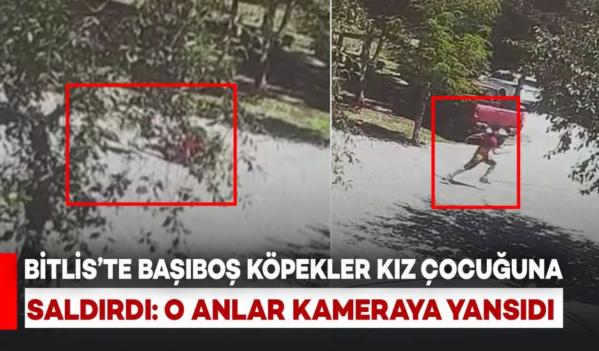 Bitlis'te Başıboş Köpekler Küçük Kız Çocuğuna Saldırdı: O Anlar Kamerada