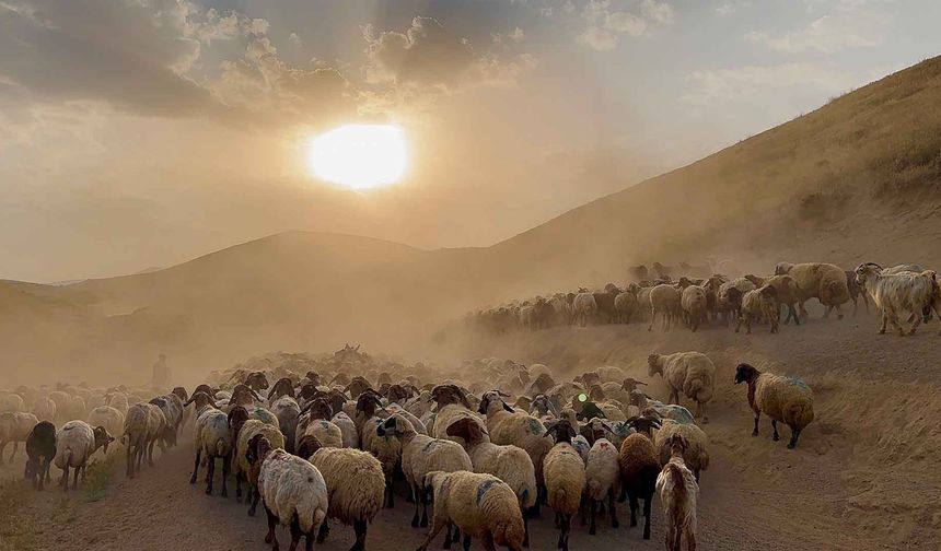 Bitlis'te Yayla Göçü Başladı: Sürüler Tozlu Yollarda