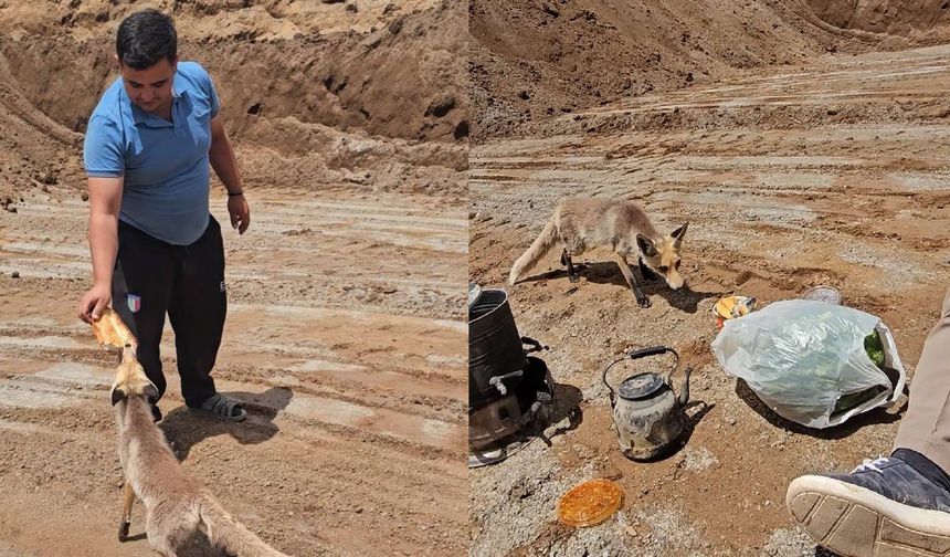 Ahlat’ta Pomza Ocağının Sadık Misafiri: Tilki Her Gün İşçilerle Yemek Yiyor