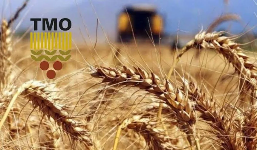 TMO 2025 Alım Fiyatlarını Açıkladı: Çiftçinin Eline 16.020 TL Geçecek