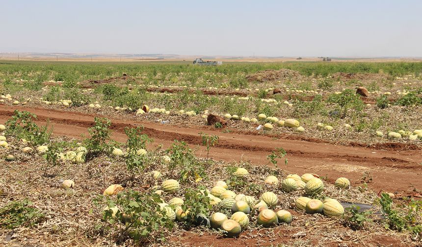 Diyarbakır'da Karpuz Tarlada 2,5 TL'ye Geriledi: Çiftçi Zarar Ediyor