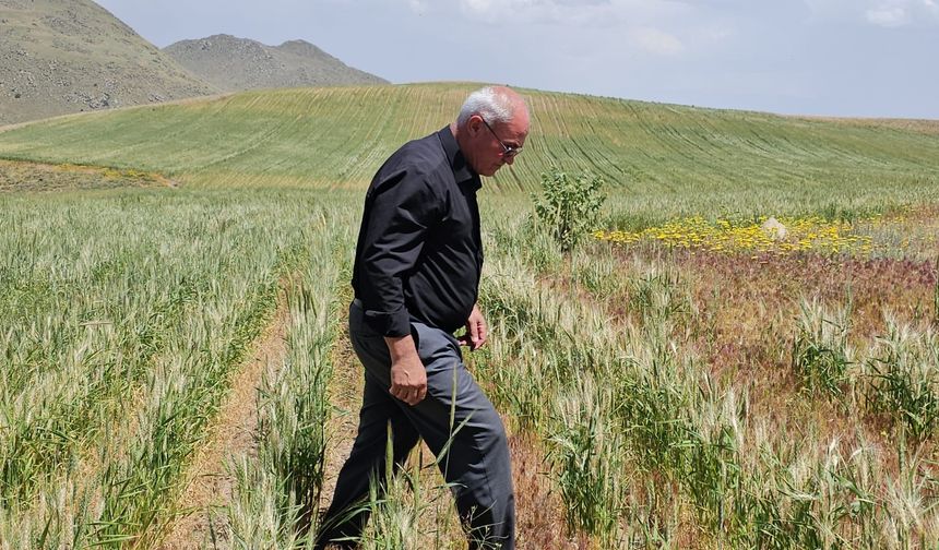 Adilcevaz’da Aşırı Soğuk Buğdayı Vurdu: Başaklar Boş Kaldı