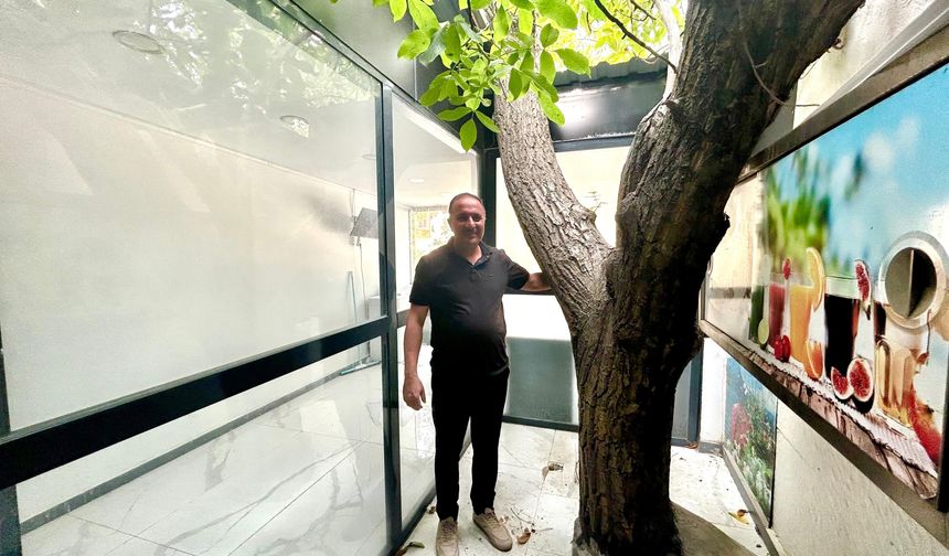 Van’da Asırlık Ceviz Ağacı İş Yerinin İçinde Yaşamaya Devam Ediyor
