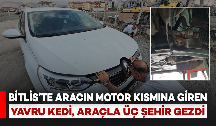 Bitlis'te Aracın Motor Bölmesine Saklanan Yavru Kedi, Araçla Beraber Üç Şehir Gezdi