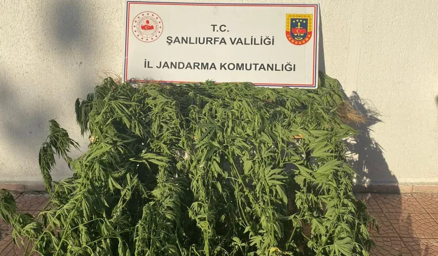 Jandarmadan kenevir operasyonu: 35 kök ele geçirildi