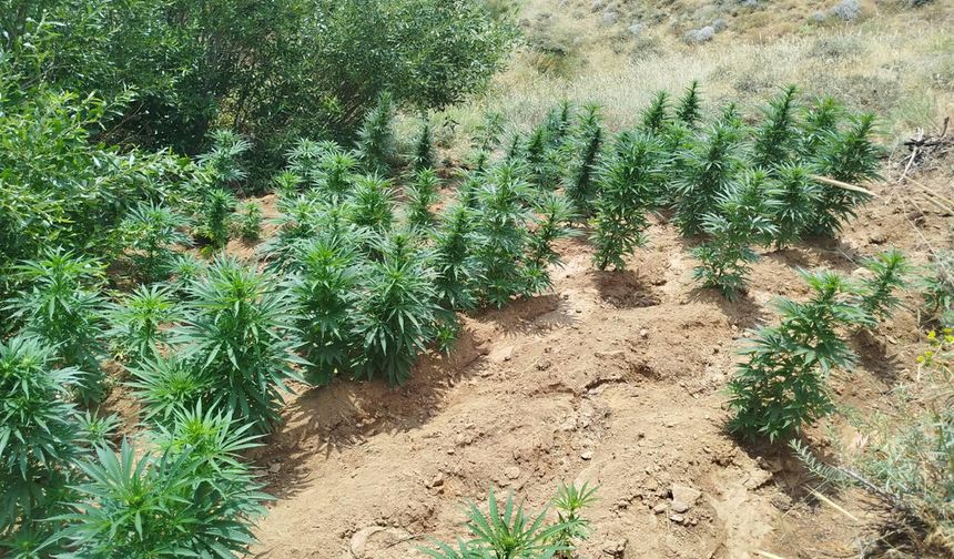 Bingöl’de 2 Bin 365 Kök Kenevir Ele Geçirildi