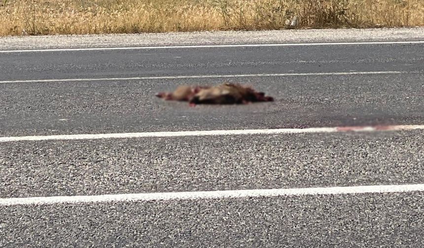 Van’da Otomobil Çarptığı Yaban Domuzu Telef Oldu