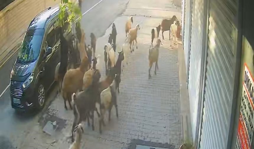 Tatvan’da inatçı keçi limon ağacını devirdi