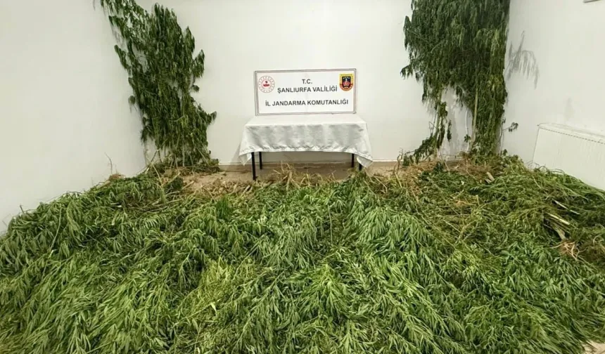 Uyuşturucu Operasyonunda 2,5 Kilo Esrar ve 555 Kenevir Ele Geçirildi