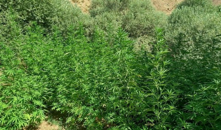 Bingöl’de 1040 Kök Kenevir Ele Geçirildi