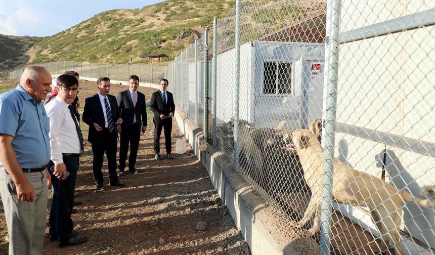 Bitlis Valisi Karakaya Sokak Hayvanları Doğal Yaşam Alanını İnceledi