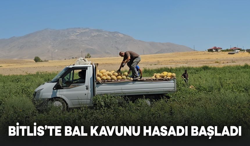 Bitlis'te Bal Kavunu Hasadı Başladı