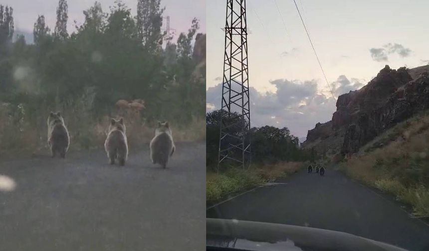 Yavru ayılar otomobile yol vermedi