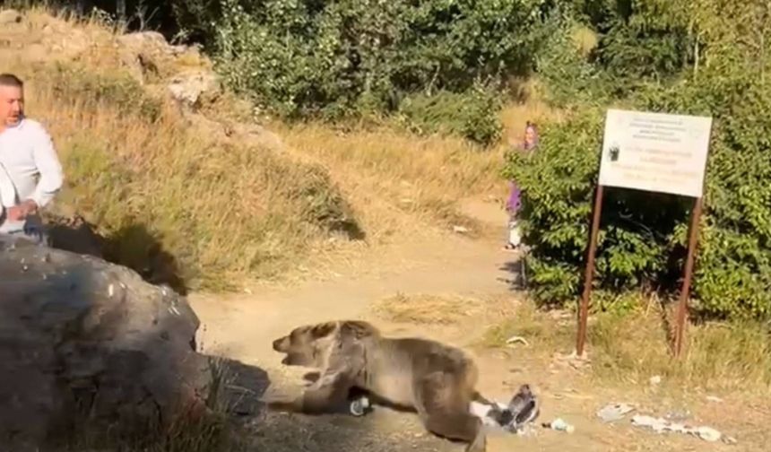 Kucağında bebekle gezen şahsa ayının saldırdığı anlar böyle kaydedildi